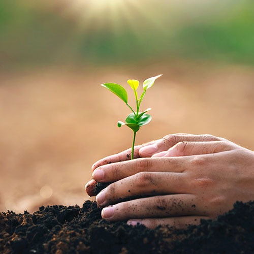 Hands planting a small seedling